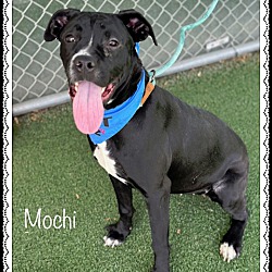 Photo of MOCHI - see videos
