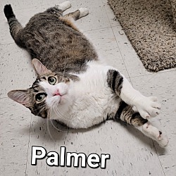 Thumbnail photo of Palmer #2