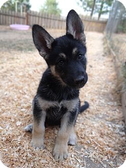 Husky. Meet Lucy a Pet for Adoption 