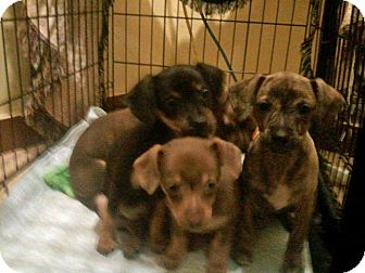 Lynnwood, WA - Miniature Pinscher. Meet PUPPIES (8 wks old) a Pet for