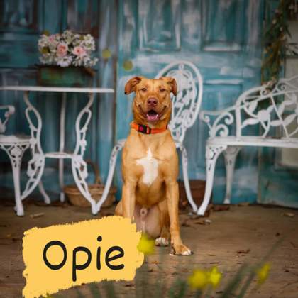 Thumbnail photo of Opie - ask about me im in a foster home #1