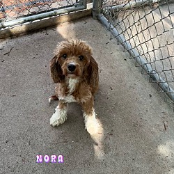 Thumbnail photo of NORA #4