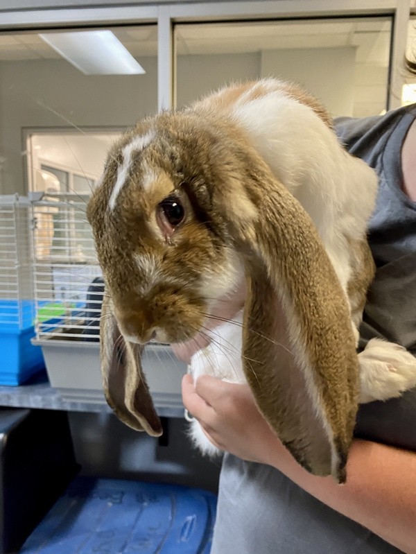 Adopt Bunny Sue a Lop, English / Mixed rabbit in Topeka, KS (41476551