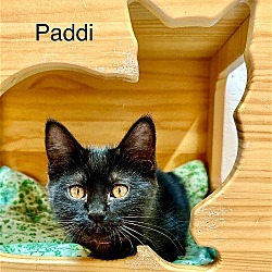 Thumbnail photo of Paddi #4