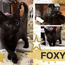 Thumbnail photo of Foxy #1