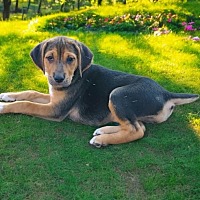 adopt-pet