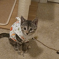 adopt a pet