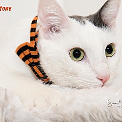 Thumbnail photo of Flinstone #1