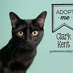 Thumbnail photo of Clark Kent- 9 months old #2