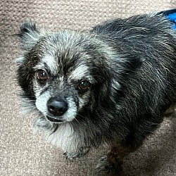 Photo of Gizmo (Benny and Emma) bonded trio