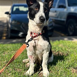 Photo of Spotty