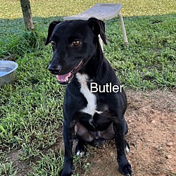 Photo of Butler
