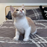adopt-pet