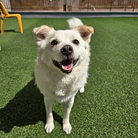 adopt-pet
