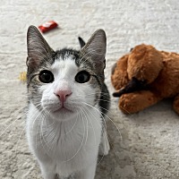adopt-pet