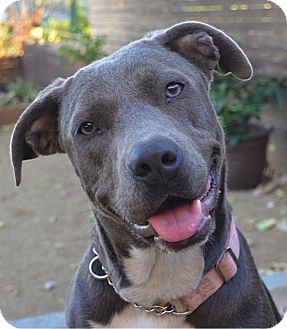 Los Angeles Ca American Staffordshire Terrier Meet Nena A Pet