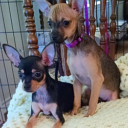 Photo of Chi puppies Lexie & El