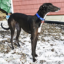 Ware, MA - Greyhound. Meet Taboo a Pet for Adoption - AdoptaPet.com