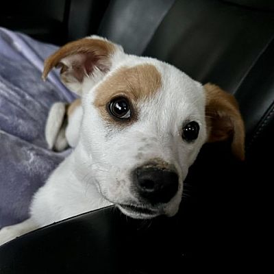 Kaufman, TX - Parson Russell Terrier/Mixed Breed (Medium). Meet Xaria a ...