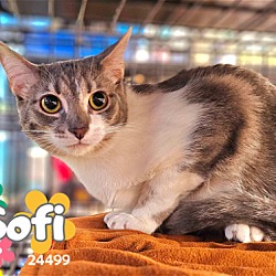 Photo of Sofi - $55 Adoption Fee