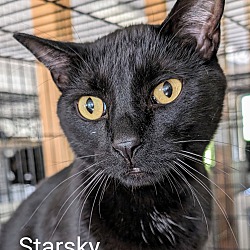 Photo of Starsky