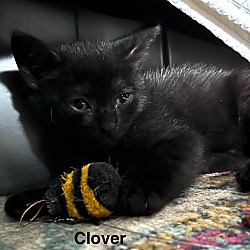 Thumbnail photo of Cleo 2 for 1 adoption fee #2