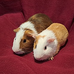 Thumbnail photo of Tater and Tot #1