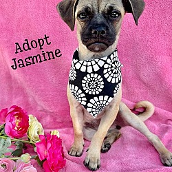 Thumbnail photo of Jasmine #1