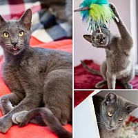 adopt a pet