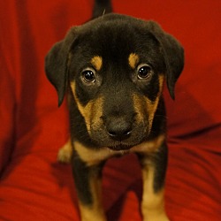 Thumbnail photo of Bronco-Adopted! #2