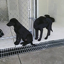 Thumbnail photo of 5 Lab Puppies #2