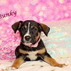 Thumbnail photo of Bunky #1