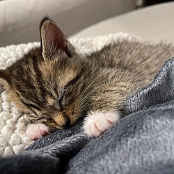 Thumbnail photo of CHARLIE (Peanut Kittens) #3