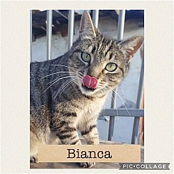 Thumbnail photo of Bianca #4