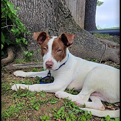 Thumbnail photo of Opie ~ meet me! #2