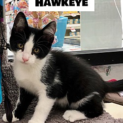 Photo of Hawkeye
