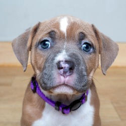 Photo of Pup Tart D14129