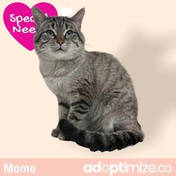 Thumbnail photo of Momo #2