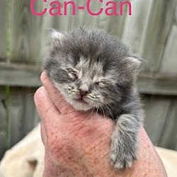 Photo of Can-Can