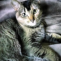 Photo of MEEKA - Offered by Owner - Young Abby-Tabby