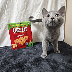 Thumbnail photo of Cheez It's #1