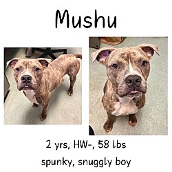 Thumbnail photo of Mushu #1