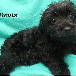 Thumbnail photo of Devin #2