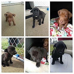 Photo of 6 Puppies