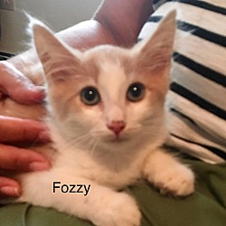 Thumbnail photo of Fozzy #1
