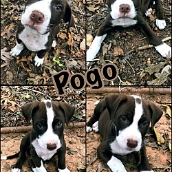 Thumbnail photo of Scooter and Pogo #2