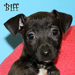 Thumbnail photo of Biff~adopted! #2