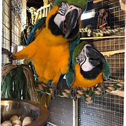 Photo of macaw parrots