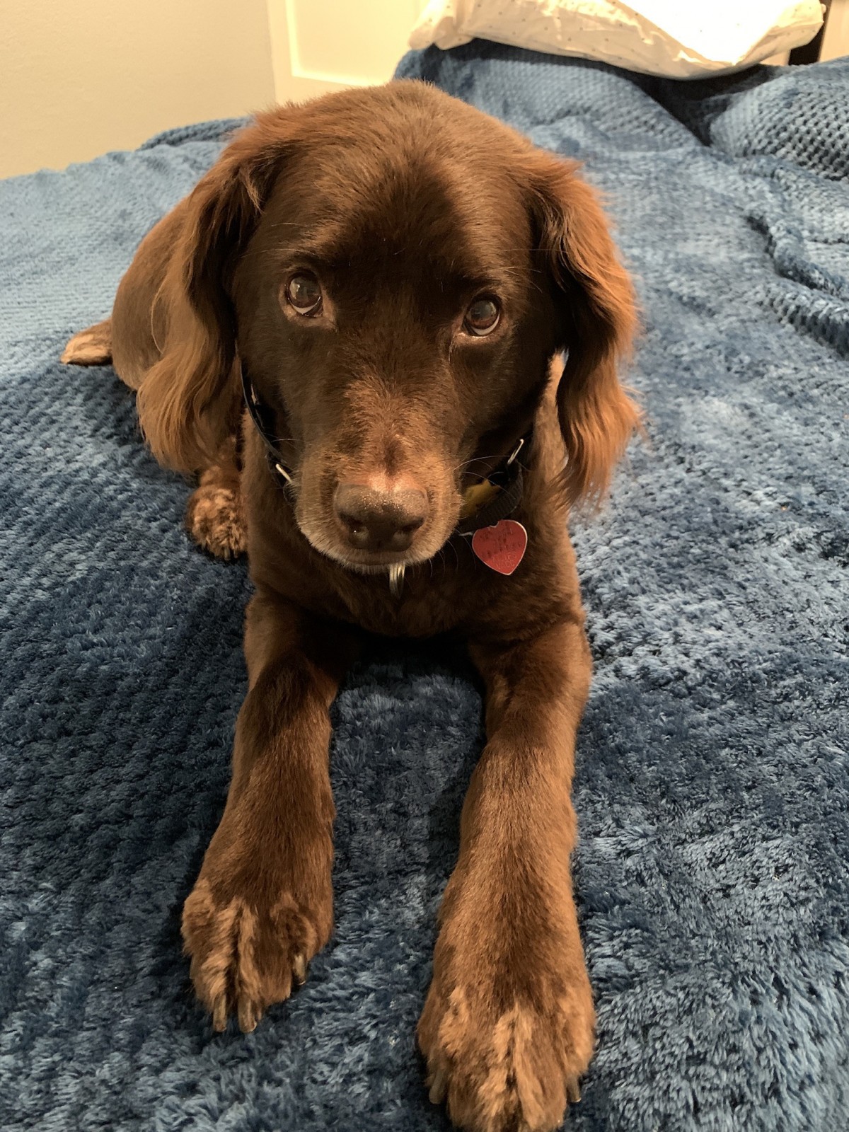 Adopt Buddy a Brown/Chocolate Golden Retriever / Cocker ...