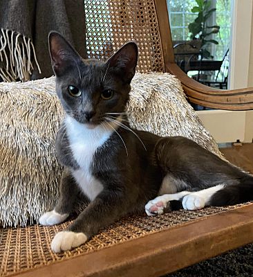 Virginia Beach, VA - Domestic Shorthair. Meet Skye A Pet For Adoption ...